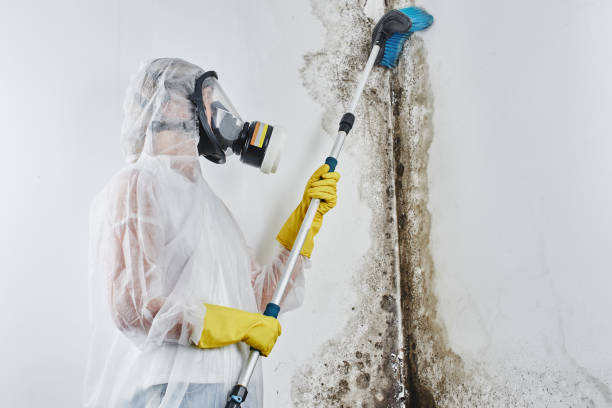 Best Office Mold Removal Services  in Tyler Run, PA