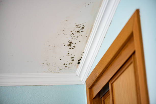 Best Best Mold Removal Companies  in Tyler Run, PA